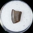 Tyrannosaur Tooth Fragment - Montana #17560-1